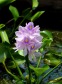 eceng gondok (Eicchornia crassipes)