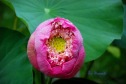 lotus (Nelumbo nucifera)