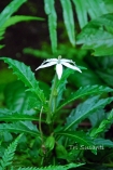 kitolod (Isotoma longiflora)
