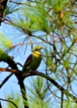 Grey-cheeked Green-Pigeon or punai penganten on a pine tree in Jakarta