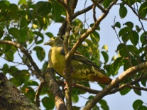 Grey-cheeked Green-Pigeon browsing for fig fruits