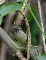 The long-tailed Pygmy Tit has an overall size of around 8 cm
