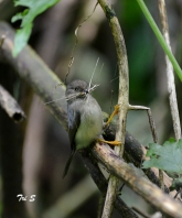 Cerecet jawa or pygmy tit collecting materials for building a nest