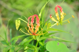 Flame lily (Gloriosa superba) known in Indonesia as kembang sungsang which means upside-down flower